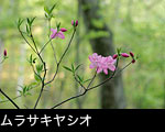 山野に咲く花、ムラサキヤシオツツジ フリー写真素材