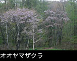 森林に咲くヤマザクラの花 無料写真素材
