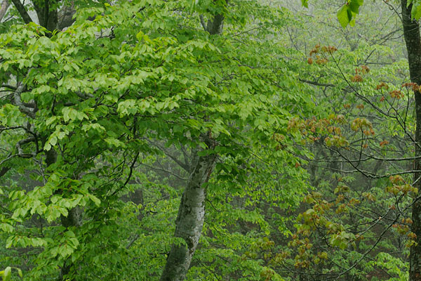 ブナの葉　無料写真素材フリー　画像3