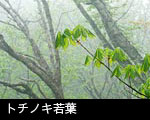 無料 ストックフォト 若葉の森 トチの木 若葉 