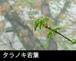 無料写真素材 ストックフォト 芽吹きの森 タラノ木若葉