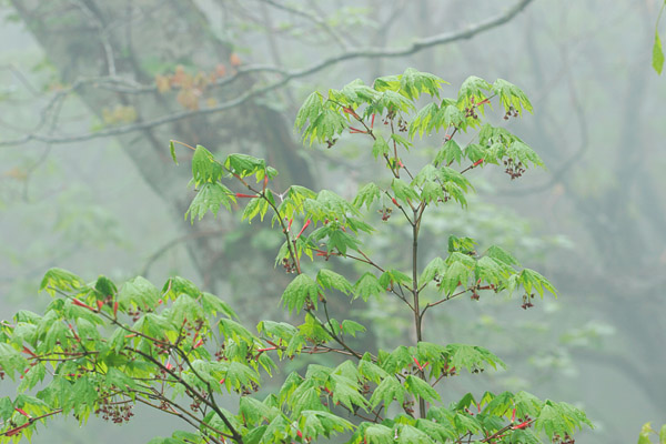 春の山野草、樹木、カエデ（ハウチワカエデ）若葉新緑と花 、無料写真素材、画像