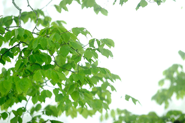 ブナの葉 フリー写真素材 画像6 画像5 花ざかりの森