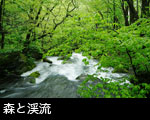 青森県奥入瀬渓流 画像 写真 フリー素材