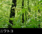 森林の樹木に咲くニワトコ花、無料写真素材、画像