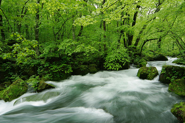 奥入瀬渓流 阿修羅の流れ 新緑の森 激流 青森県 画像2 フリー写真素材