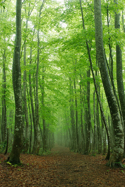 新緑のブナ林 森の小道 画像 フリー写真素材 無料