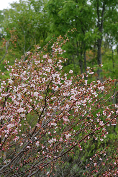 オオヤマザクラ 山地に咲くサクラ、フリー写真素材