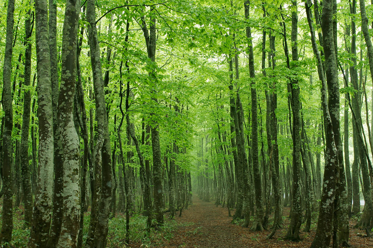b19-1585　新緑のブナ林 森林の小道3