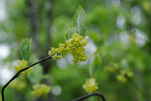 オオバクロモジの花、森林、山野の樹木の花、無料写真素材 フリー