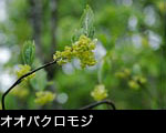 オオバクロモジの花、森林、山野の樹木の花、無料写真素材ストックフォト