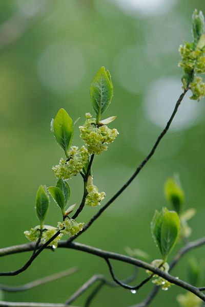 オオバクロモジの花　画像3　木の花　フリー写真素材 