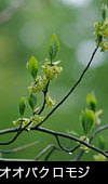森林に咲く花 「クロモジ」無料写真素材ストックフォト
