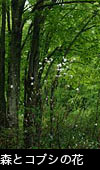 初夏の森林 ブナの木立とコブシの白い花 フリー写真素材