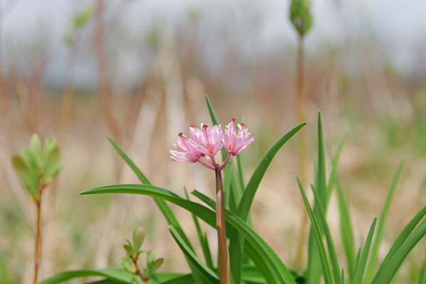 「ショウジョウバカマ」山野草 湿原 ピンクの小さい草花 無料写真素材 画像