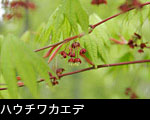 春の山野草（樹木）ハウチワカエデの花、無料写真素材