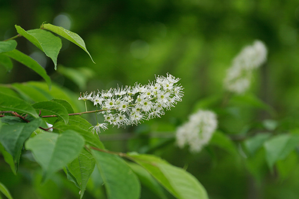 ウワミズザクラ 5月6月森林山野に咲く白い花 無料写真素材　画像1