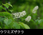ウワミズザクラ 5月6月森林山野に咲く白い花 無料写真素材