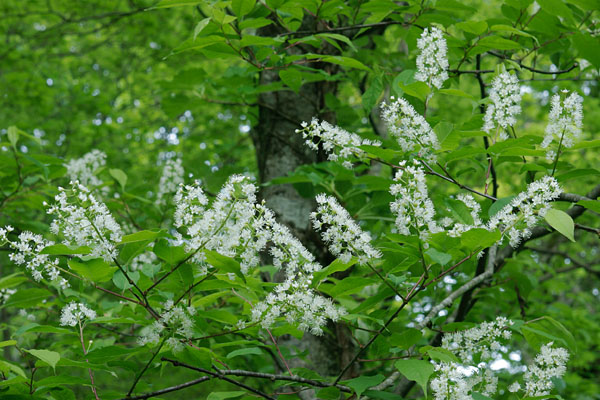 山野 樹木の花 ウワミズザクラ　フリー写真素材　画像4