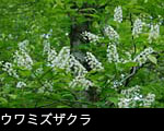 ウワミズザクラ 山野の花 フリー写真素材