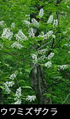 山野，山地に咲く白い木の花 ウワミズザクラ 無料写真素材