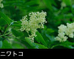 初夏の山野草 （樹木 ）ニワトコの花、無料写真素材