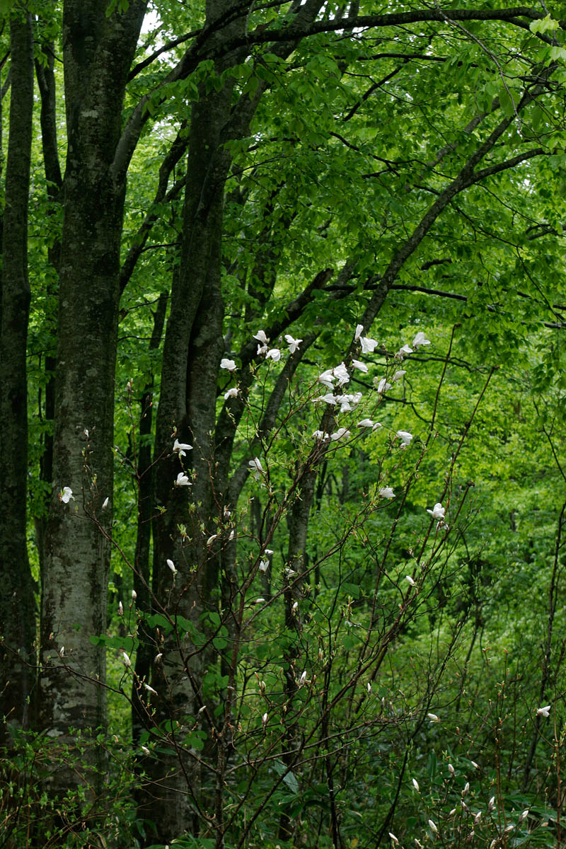 　b20-1632　森とコブシの花4