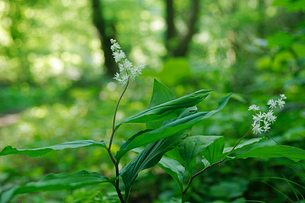 ユキザサの花 山野草 山地林内 5月6月7月 白い雪の結晶のような小さな花 画像1 花ざかりの森
