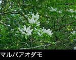マルバ アオダモの花、無料写真素材、画像