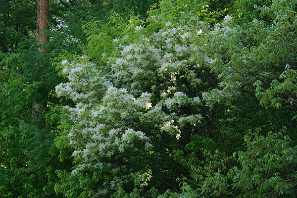 森林 木の花 初夏 綿のような白い花 マルバアオダモ 画像2 無料写真素材フリー 花ざかりの森