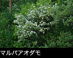 森林に咲く樹木の花、マルバアオダモ、無料写真素材
