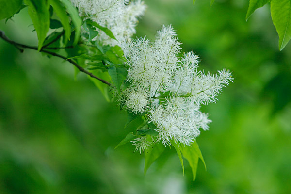 マルバ アオダモ 樹木の花 山地森林 4月5月 穂状の白い花 アップ画像3 無料写真素材 花ざかりの森