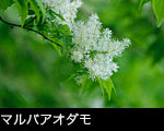 初夏の山野草（樹木）「マルバ アオダモ」白い花 無料写真素材