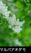マルバ アオダモの花、フリー写真素材