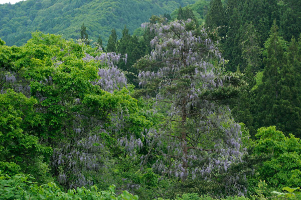 夏の山野に咲くフジの花 無料写真素材 フリー　画像4