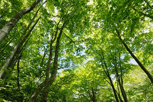 ブナとカエデ 新緑 林 色 見上げる 画像1 無料写真素材