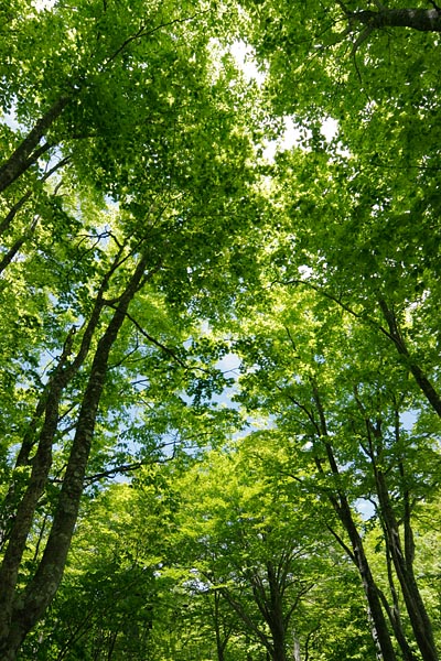 ブナとカエデ 新緑 林 色 見上げる 縦 画像2 フリー写真素材