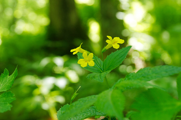 オオバミゾホウズキ 夏 黄色の花 水辺の山野草　画像2　フリー写真素材