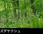 夏 森林の花「ズダヤクシュ」無料写真素材