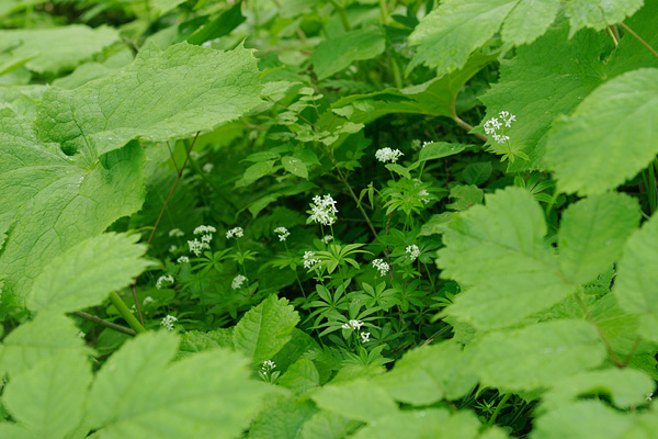 クルマバソウ 山地林縁 6月7月8月 輪生する葉 4ミリの白い花 小さい山野草 画像2 花ざかりの森