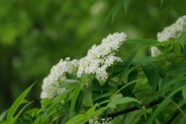 ナナカマド 高木樹の花 山地 初夏 白い小さい花多数の集合 画像3 無料写真素材