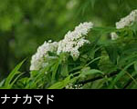 無料写真素材ナナカマドの花