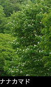 花咲くナナカマドの木 画像 無料写真素材