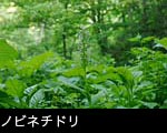 無料写真素材 夏の山野草ノビネチドリ