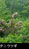 初夏の山野草タニウツギの花 無料写真素材　