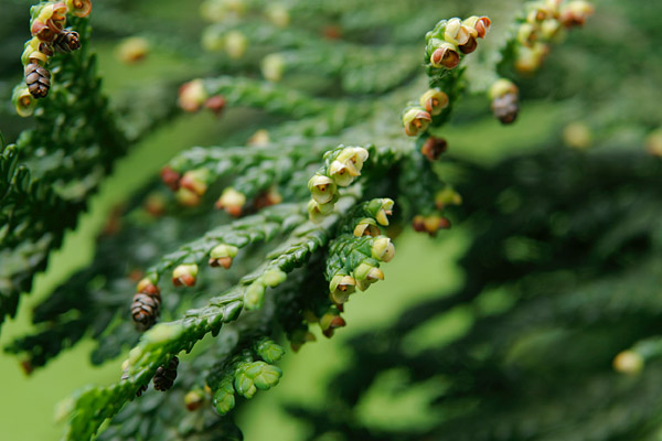 ヒバ ヒノキアスナロ 花 画像 2 無料写真素材 フリー 花ざかりの森