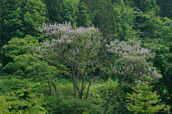 キリの花 森林 紫色の木の花 筒状 5月6月 画像1 写真 フリー素材