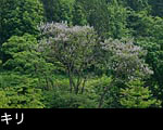 森林に咲くキリの花 画像 写真 フリー素材