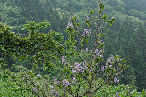 山林で咲くキリの花 初夏 紫色 樹木の花 無料写真素材 画像2　