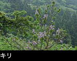 山林に咲くキリの花 無料写真素材